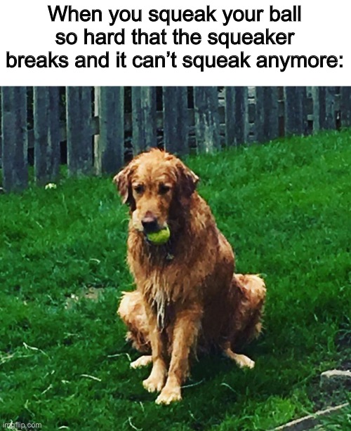 Aww poor puppy | When you squeak your ball so hard that the squeaker breaks and it can’t squeak anymore: | image tagged in sad dog,sad,ball,memes,doggo,dogs | made w/ Imgflip meme maker