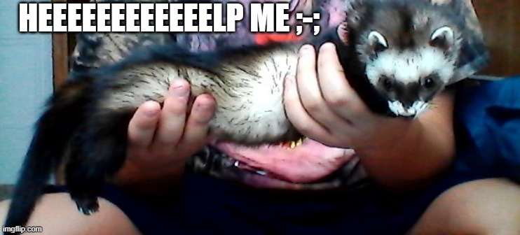 long ferret | HEEEEEEEEEEEELP ME ;-; | image tagged in long ferret | made w/ Imgflip meme maker