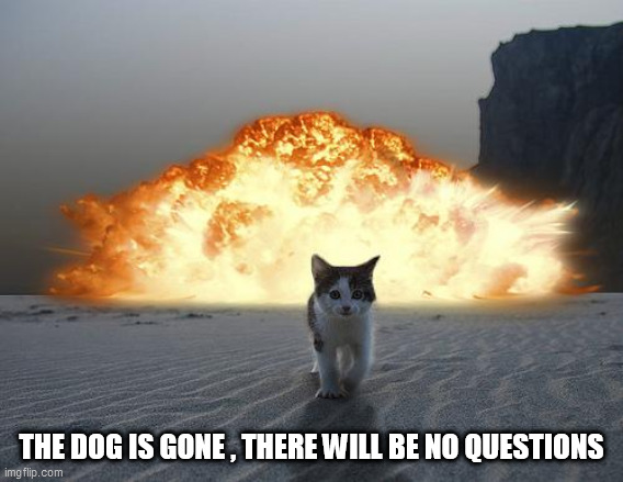 cat explosion | THE DOG IS GONE , THERE WILL BE NO QUESTIONS | image tagged in cat explosion | made w/ Imgflip meme maker