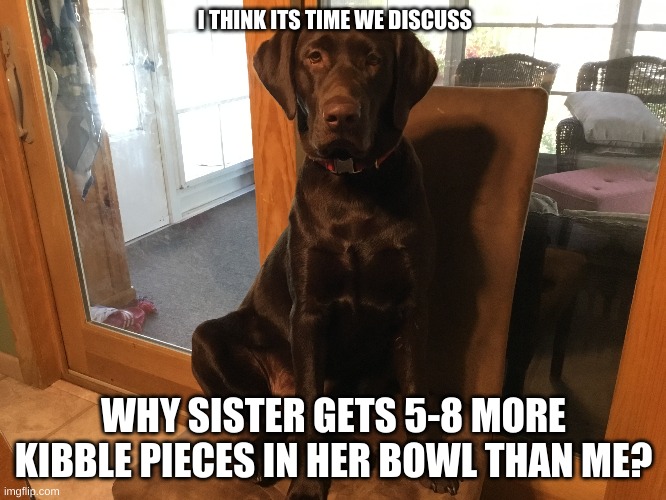 Serious Doggo | I THINK ITS TIME WE DISCUSS; WHY SISTER GETS 5-8 MORE KIBBLE PIECES IN HER BOWL THAN ME? | image tagged in serious face,doggo | made w/ Imgflip meme maker