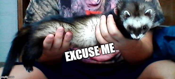 long ferret | EXCUSE ME | image tagged in long ferret | made w/ Imgflip meme maker