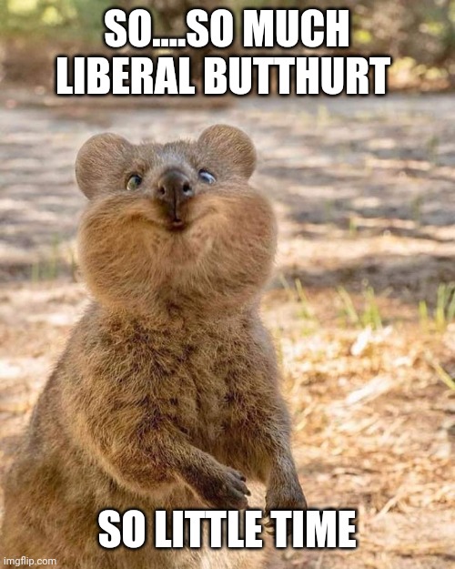 Crazy Wombat | SO....SO MUCH LIBERAL BUTTHURT; SO LITTLE TIME | image tagged in crazy wombat | made w/ Imgflip meme maker