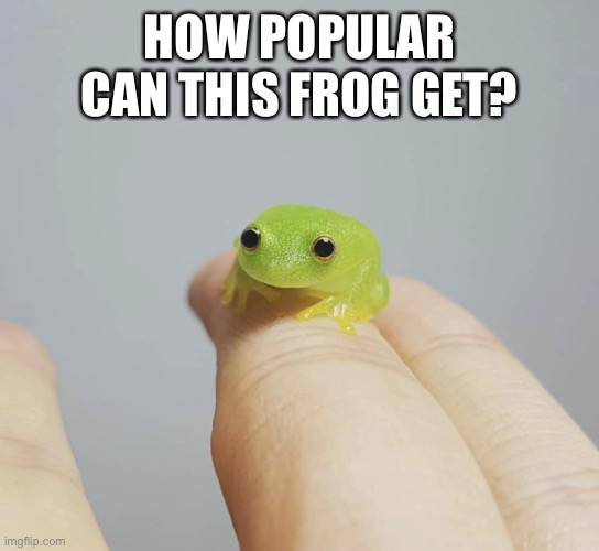 C U T E P H R O G E | HOW POPULAR CAN THIS FROG GET? | image tagged in cute | made w/ Imgflip meme maker