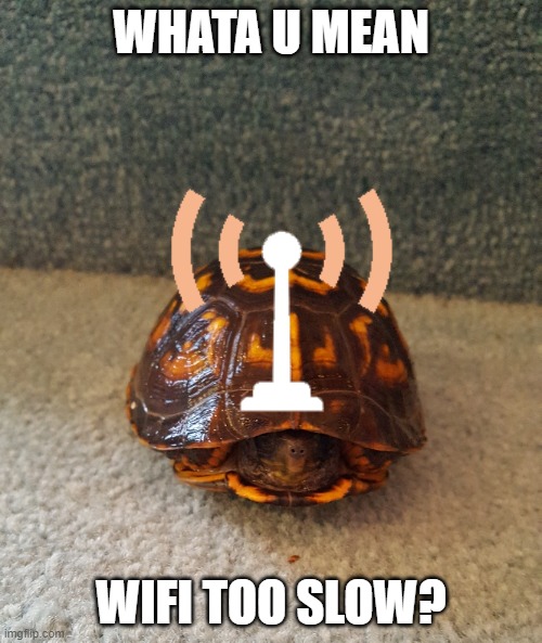 turtle speed connection | WHATA U MEAN; WIFI TOO SLOW? | image tagged in turtle | made w/ Imgflip meme maker