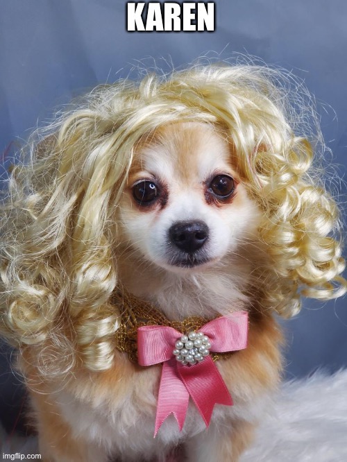 Karen Dog | image tagged in karen,dog,dumb blonde,blonde,blon,doge | made w/ Imgflip meme maker