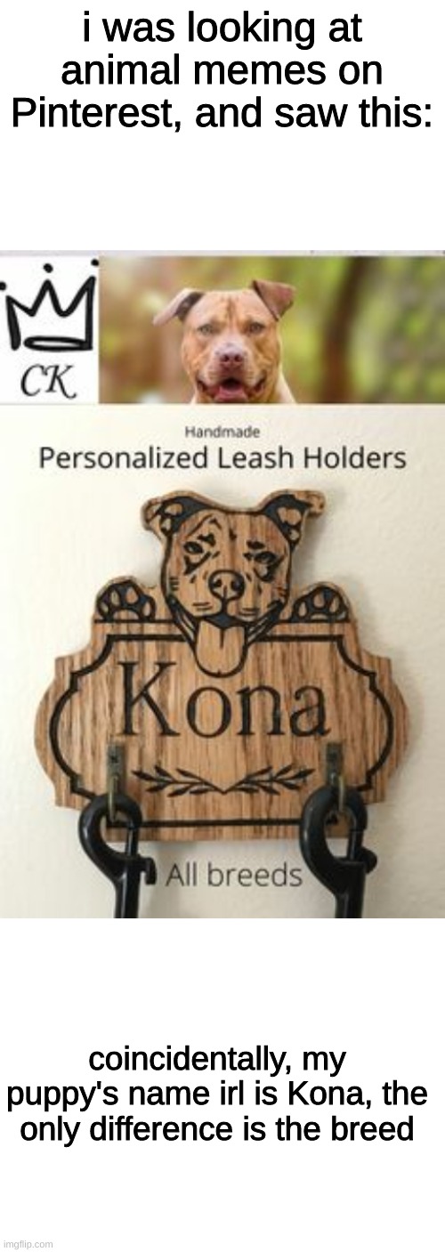 Coincidentally... | i was looking at animal memes on Pinterest, and saw this:; coincidentally, my puppy's name irl is Kona, the only difference is the breed | image tagged in dogs,coincidence | made w/ Imgflip meme maker