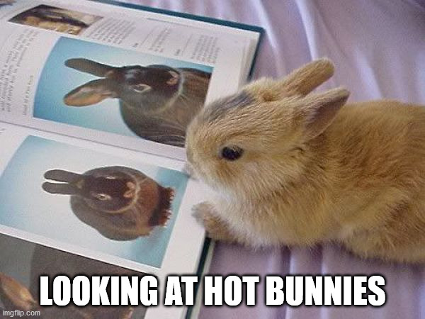 LOOKING AT HOT BUNNIES | image tagged in bunnies | made w/ Imgflip meme maker