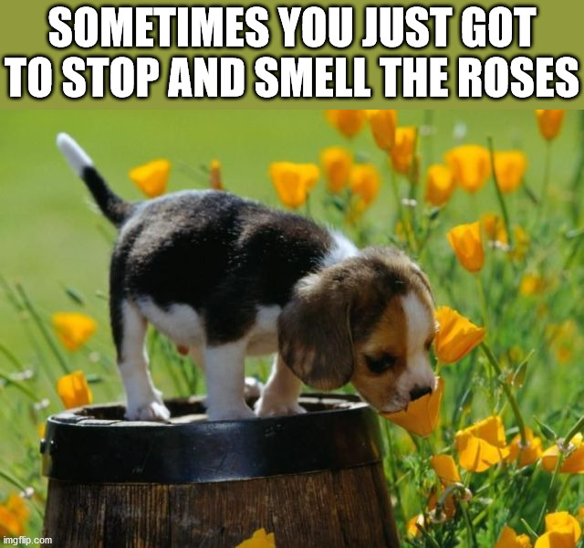 SOMETIMES YOU JUST GOT TO STOP AND SMELL THE ROSES | image tagged in dogs | made w/ Imgflip meme maker