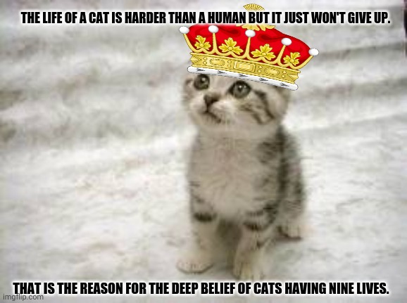 Sad Cat Meme | THE LIFE OF A CAT IS HARDER THAN A HUMAN BUT IT JUST WON'T GIVE UP. THAT IS THE REASON FOR THE DEEP BELIEF OF CATS HAVING NINE LIVES. | image tagged in memes,depressed cat,spirit animal | made w/ Imgflip meme maker