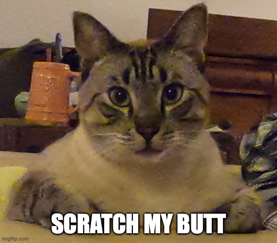Scratch My Butt | SCRATCH MY BUTT | image tagged in fat cat | made w/ Imgflip meme maker