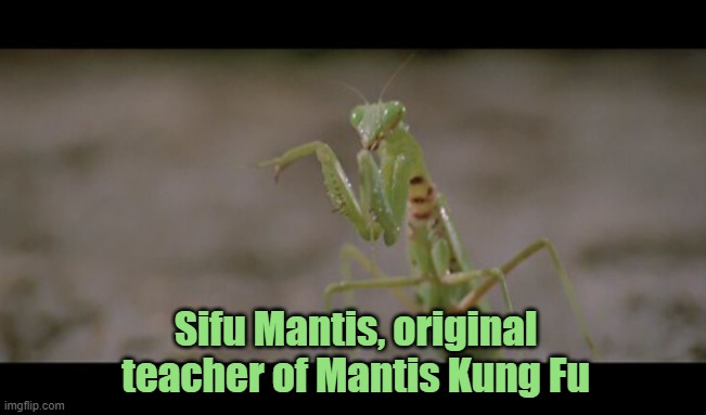 Pray Mantis | Sifu Mantis, original teacher of Mantis Kung Fu | image tagged in kung fu,praying mantis,mantis,sifu,martial arts,taoist | made w/ Imgflip meme maker