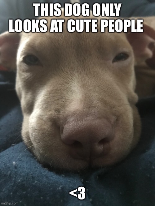 he's my dog and I think he likes u uwu | THIS DOG ONLY LOOKS AT CUTE PEOPLE; <3 | image tagged in give me one of dem' funky beats | made w/ Imgflip meme maker