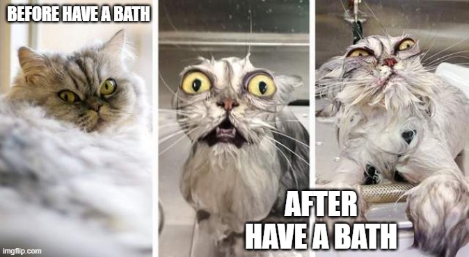 before vs after | BEFORE HAVE A BATH; AFTER HAVE A BATH | image tagged in wow | made w/ Imgflip meme maker