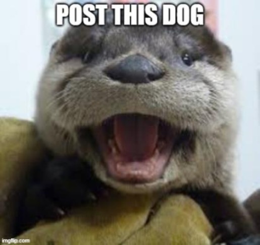 Post this dog | image tagged in dogs,funny,intentionally wrong | made w/ Imgflip meme maker