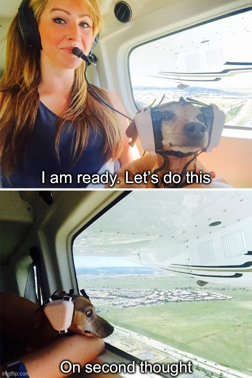 Ready To Go? | I am ready. Let’s do this; On second thought | image tagged in funny memes,dogs | made w/ Imgflip meme maker