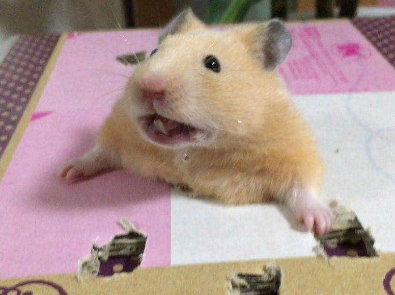 Stuck hamster Blank Meme Template