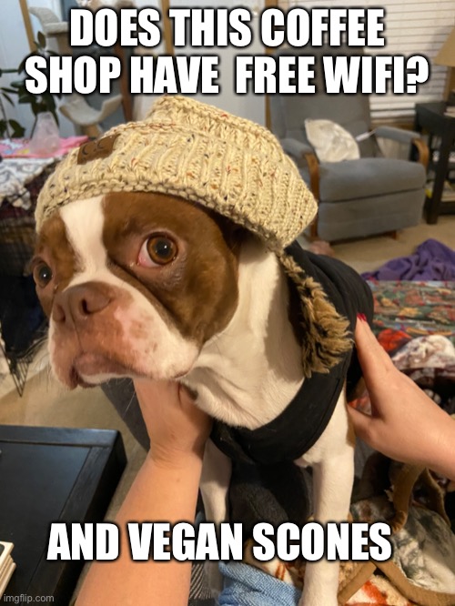 Dog | DOES THIS COFFEE SHOP HAVE  FREE WIFI? AND VEGAN SCONES | image tagged in coffee | made w/ Imgflip meme maker