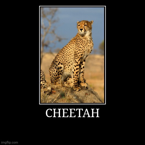 Cheetah | image tagged in demotivationals,cheetah | made w/ Imgflip demotivational maker