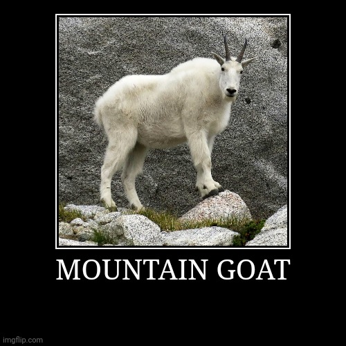 Mountain Goat | image tagged in demotivationals,goat | made w/ Imgflip demotivational maker