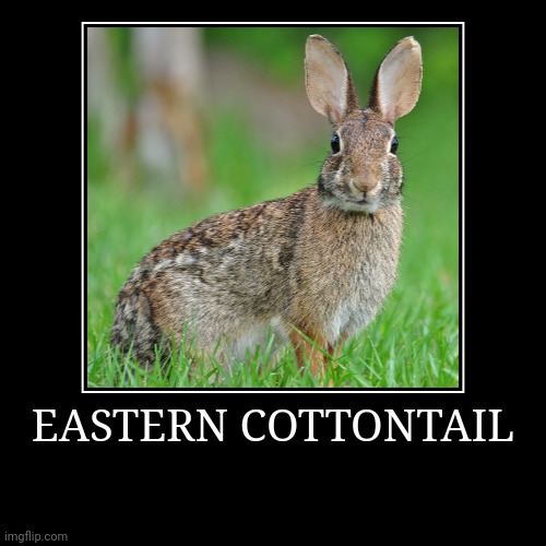 Eastern Cottontail | image tagged in demotivationals,rabbit | made w/ Imgflip demotivational maker