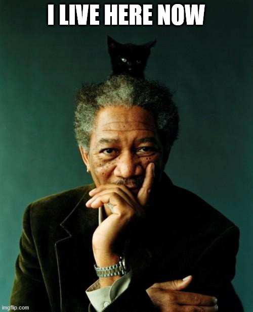 Morgan Freeman Cat on Head | I LIVE HERE NOW | image tagged in morgan freeman cat on head | made w/ Imgflip meme maker