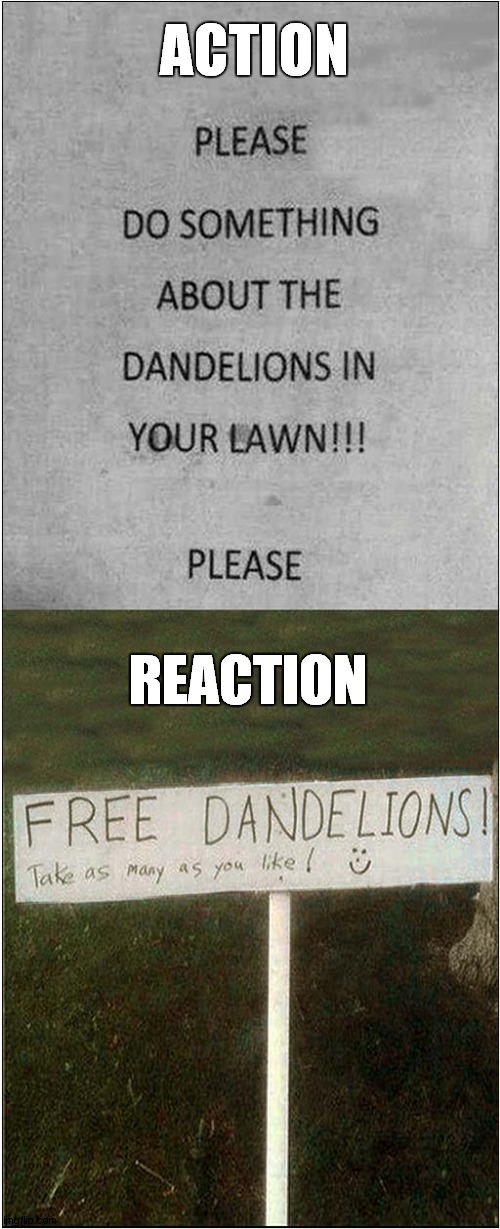 Reaction To Dandelions | ACTION; REACTION | image tagged in fun,reactions | made w/ Imgflip meme maker