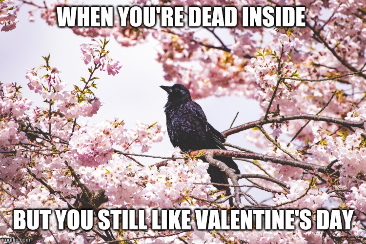Putting the Omen in Romence? |  WHEN YOU'RE DEAD INSIDE; BUT YOU STILL LIKE VALENTINE'S DAY | image tagged in crow,valentine,valentine's day,raven,romance,dead inside | made w/ Imgflip meme maker