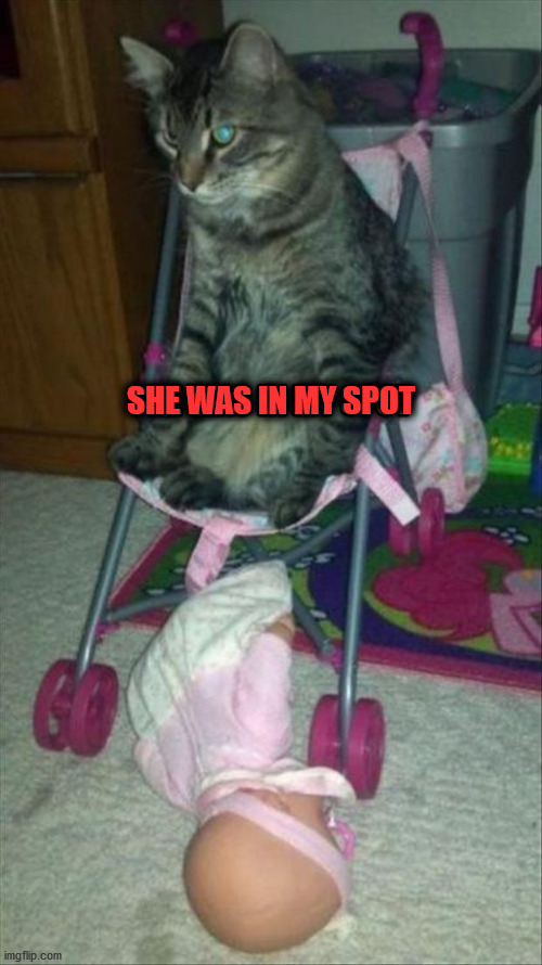 SHE WAS IN MY SPOT | image tagged in cats | made w/ Imgflip meme maker