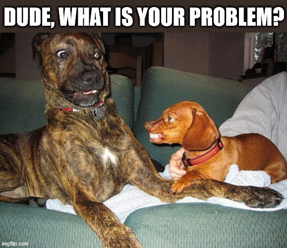 DUDE, WHAT IS YOUR PROBLEM? | image tagged in dogs | made w/ Imgflip meme maker