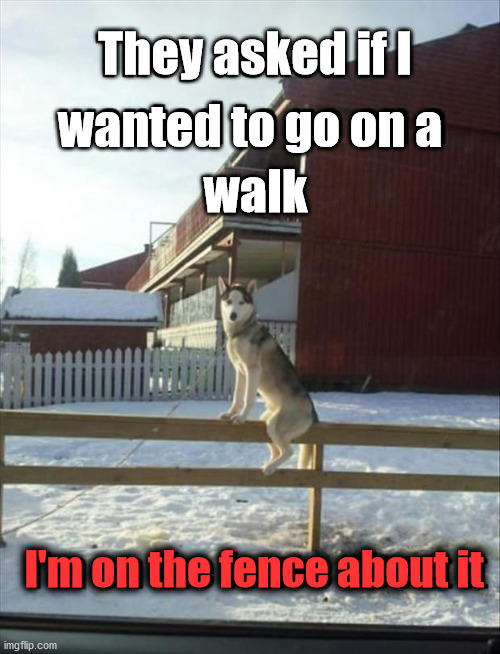 They asked if I; wanted to go on a; walk; I'm on the fence about it | image tagged in eyeroll | made w/ Imgflip meme maker