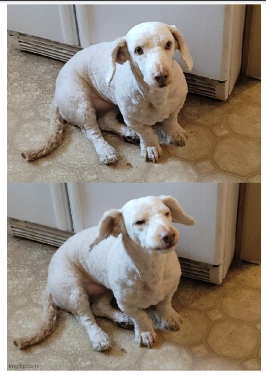 Skadi the Stumpy Puppy Blank Meme Template