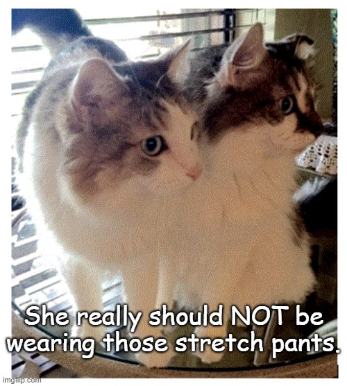 kitteh gossip | She really should NOT be wearing those stretch pants. | image tagged in funny cats | made w/ Imgflip meme maker