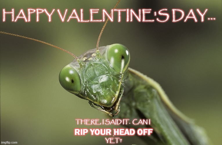 One Track Mind | HAPPY VALENTINE'S DAY... THERE, I SAID IT.  CAN I 
.
.
YET? RIP YOUR HEAD OFF | image tagged in praying mantis | made w/ Imgflip meme maker