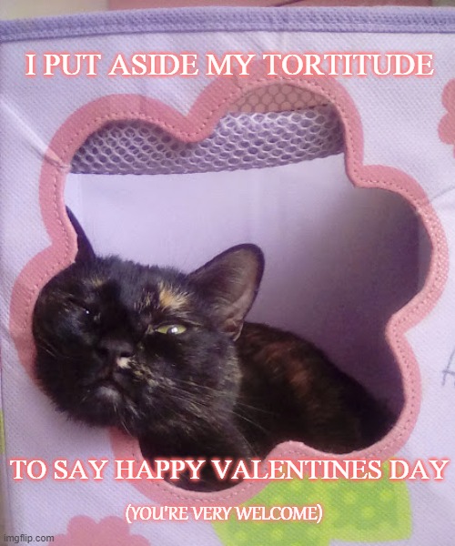 Valentine's Day With a Torte | I PUT ASIDE MY TORTITUDE; TO SAY HAPPY VALENTINES DAY; (YOU'RE VERY WELCOME) | image tagged in cats | made w/ Imgflip meme maker