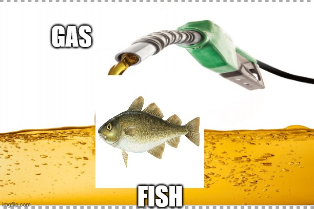 i dont even know | GAS; FISH | image tagged in fish | made w/ Imgflip meme maker