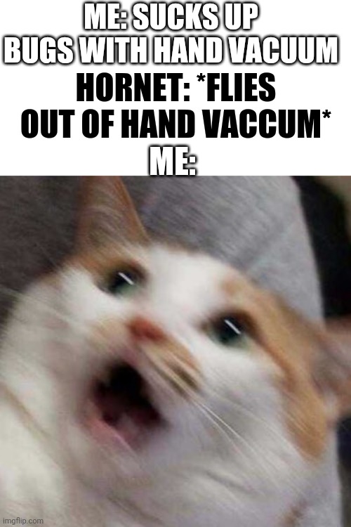 OH GOD | ME: SUCKS UP BUGS WITH HAND VACUUM; HORNET: *FLIES OUT OF HAND VACCUM*; ME: | image tagged in oh no cat,jesus christ | made w/ Imgflip meme maker