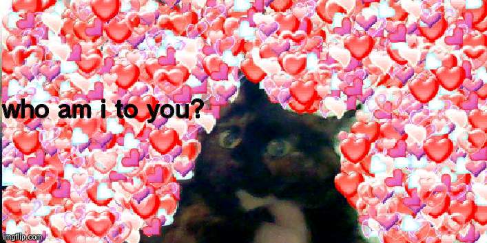 chonk cat | who am i to you? | image tagged in chonk cat | made w/ Imgflip meme maker