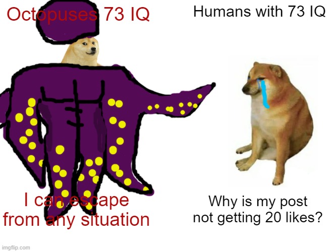 Buff Doge vs. Cheems Meme | Humans with 73 IQ; Octopuses 73 IQ; I can escape from any situation; Why is my post not getting 20 likes? | image tagged in memes,buff doge vs cheems,octopus,iq,funny | made w/ Imgflip meme maker