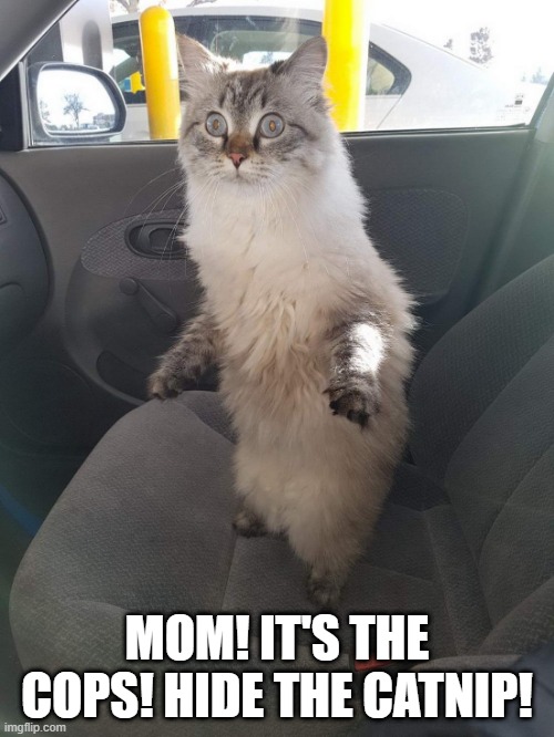 Catnip | MOM! IT'S THE COPS! HIDE THE CATNIP! | image tagged in cats,cat,catmemes,catnip | made w/ Imgflip meme maker