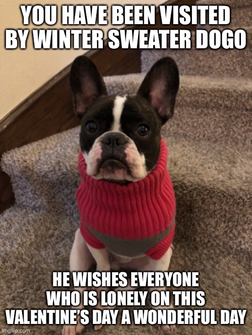 dog in sweater meme