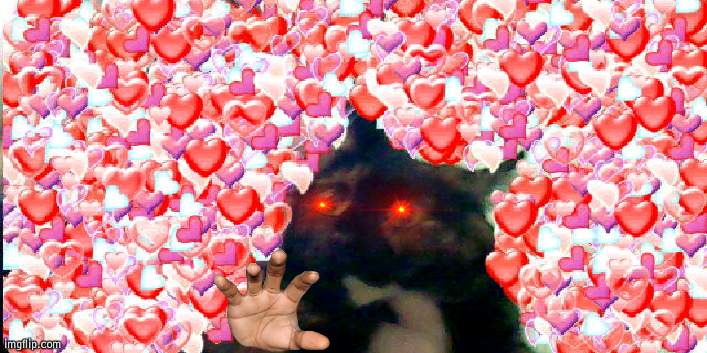 chonk cat | image tagged in chonk cat | made w/ Imgflip meme maker