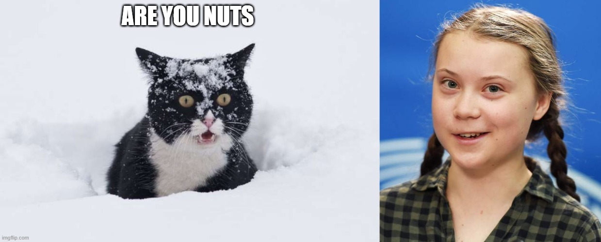 MAD CAT | ARE YOU NUTS | image tagged in greta thunberg | made w/ Imgflip meme maker