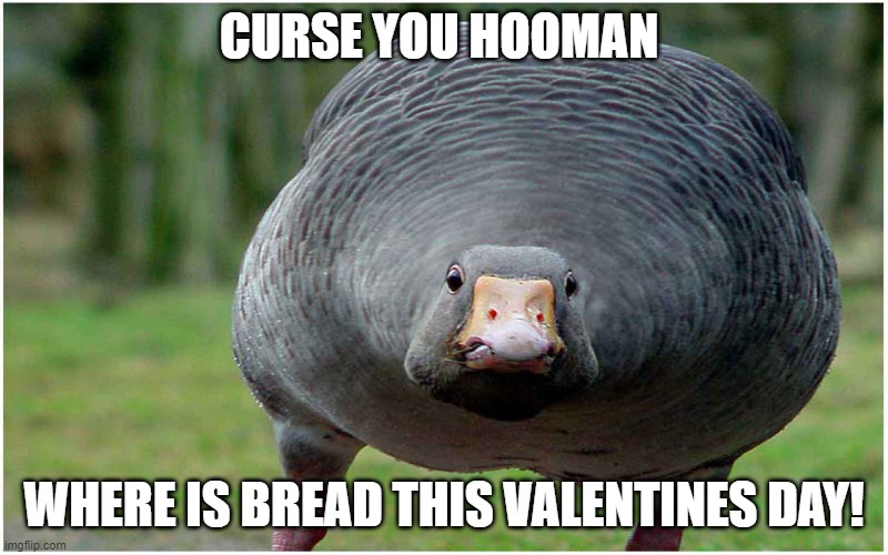 Don't anger a Goose | CURSE YOU HOOMAN; WHERE IS BREAD THIS VALENTINES DAY! | image tagged in funny | made w/ Imgflip meme maker