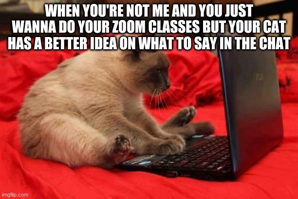 You guys are not me | WHEN YOU'RE NOT ME AND YOU JUST WANNA DO YOUR ZOOM CLASSES BUT YOUR CAT HAS A BETTER IDEA ON WHAT TO SAY IN THE CHAT | made w/ Imgflip meme maker
