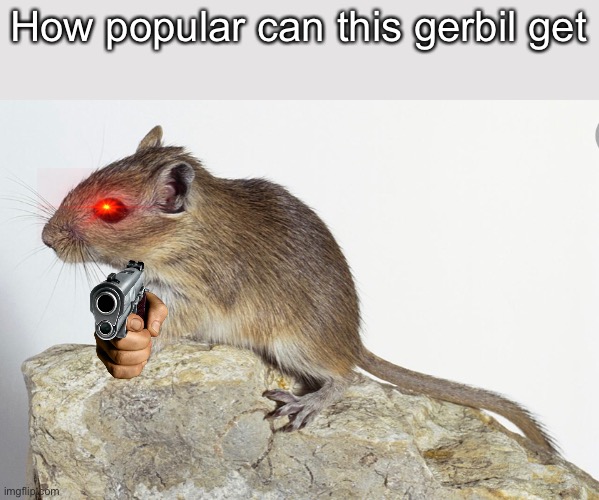 Why are these things so popular | How popular can this gerbil get | image tagged in memes,funny,cool,gun | made w/ Imgflip meme maker