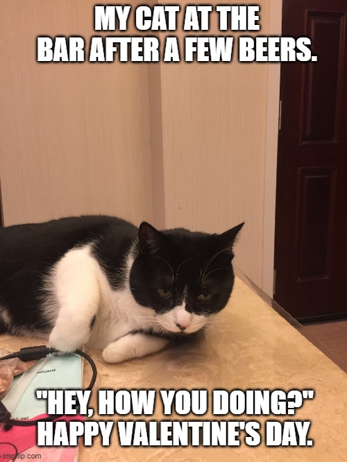 cat valentines day | MY CAT AT THE BAR AFTER A FEW BEERS. "HEY, HOW YOU DOING?" HAPPY VALENTINE'S DAY. | image tagged in cat | made w/ Imgflip meme maker