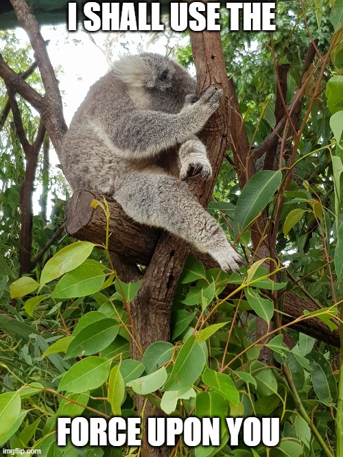 koala | I SHALL USE THE; FORCE UPON YOU | image tagged in surprised koala | made w/ Imgflip meme maker