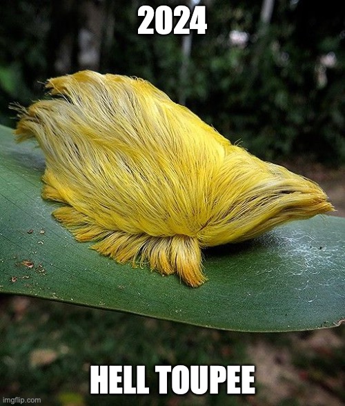 Hell hotsell toupee meme