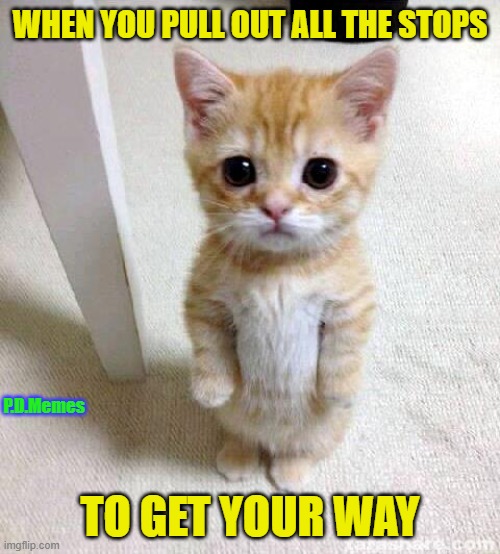 WHEN YOU PULL OUT ALL THE STOPS; P.D.Memes; TO GET YOUR WAY | image tagged in cute kittens,cat memes,kittens,memes,adorable,spoiled | made w/ Imgflip meme maker