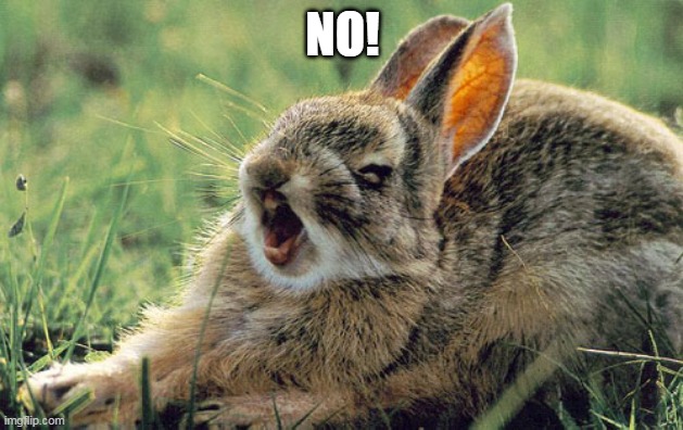 No Rabbit | NO! | image tagged in no rabbit | made w/ Imgflip meme maker